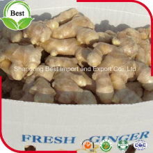 Chinesische frische Ingwer 150g up